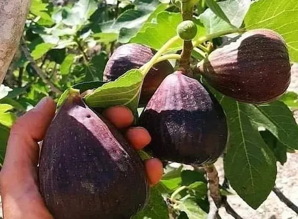 معرفی انجیر گلابی سیاه + بهترین قیمت خرید