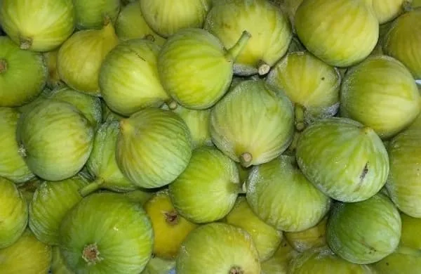 قیمت انجیر سبز + خرید و فروش عمده