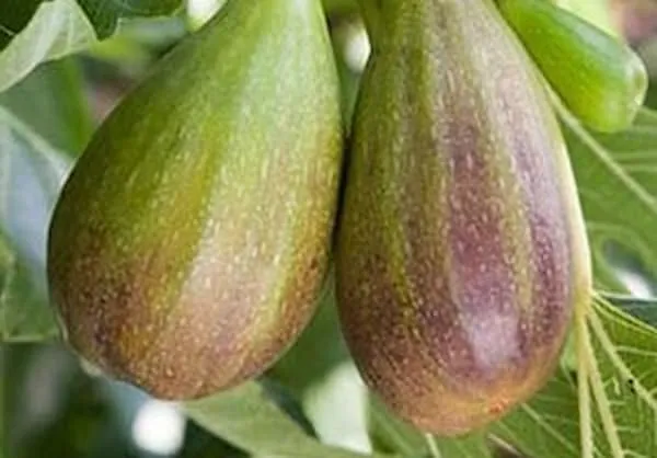 خرید انجیر گلابی + معرفی کارخانه تولید و عرضه پخش