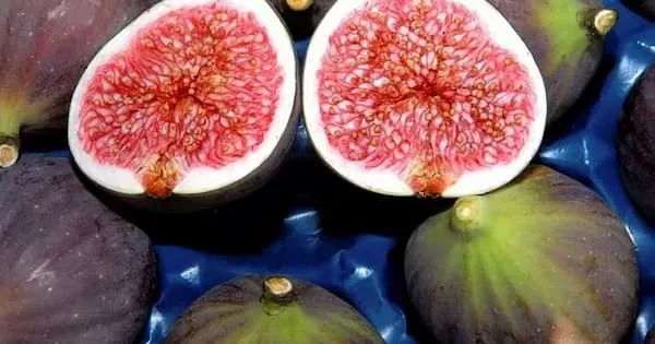 خرید و قیمت انواع انجیر بنفش مخملی