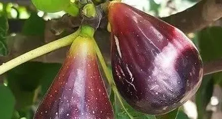 معرفی انجیر گلابی سیاه + بهترین قیمت خرید