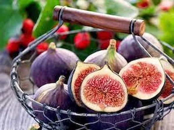 قیمت خرید انجیر سمنان + فروش در تجارت و صادرات