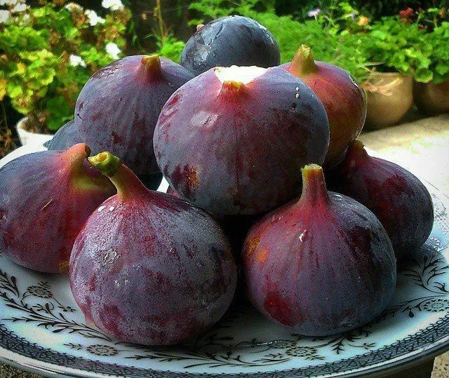 خرید انجیر تازه سیاه سمنان با قیمت استثنایی