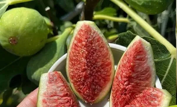قیمت انجیر سبز + خرید و فروش عمده