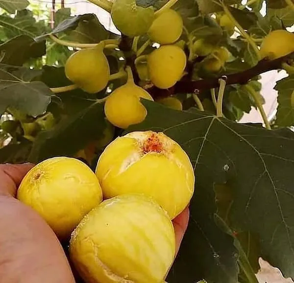 معرفی انجیر زرد استهبان + بهترین قیمت خرید