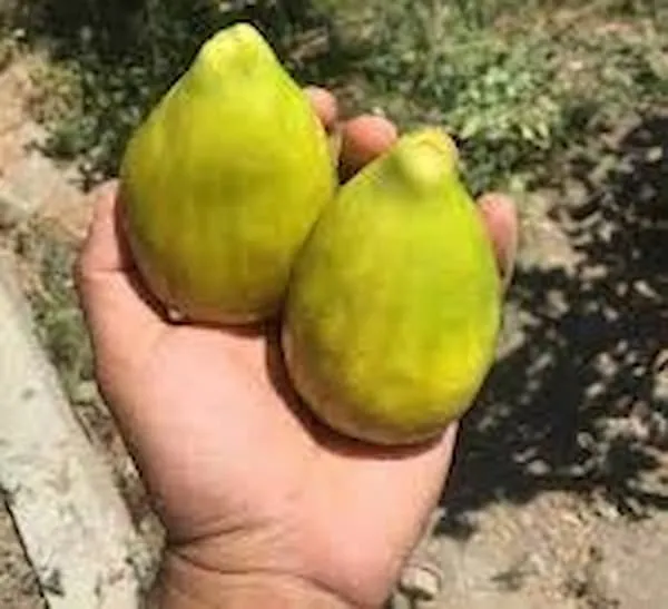 خرید انجیر گلابی + معرفی کارخانه تولید و عرضه پخش