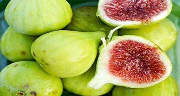 معرفی انجیر سبز استهبان + بهترین قیمت خرید